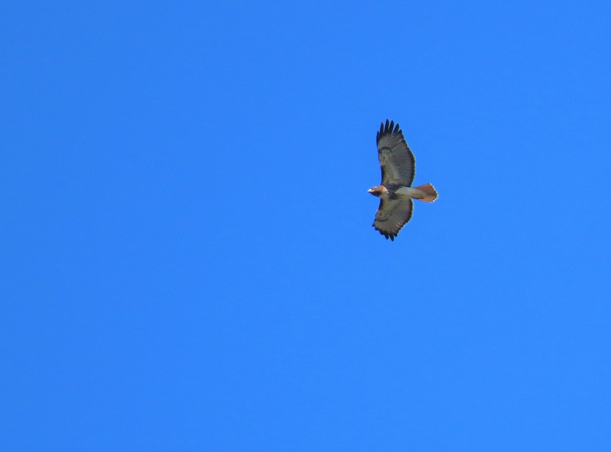Red-tailed Hawk - ML502660781