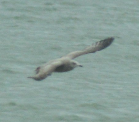 Herring Gull - ML502664121