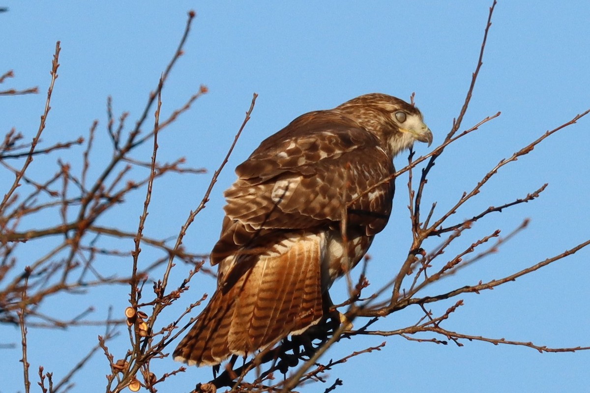 Red-tailed Hawk - ML502664921