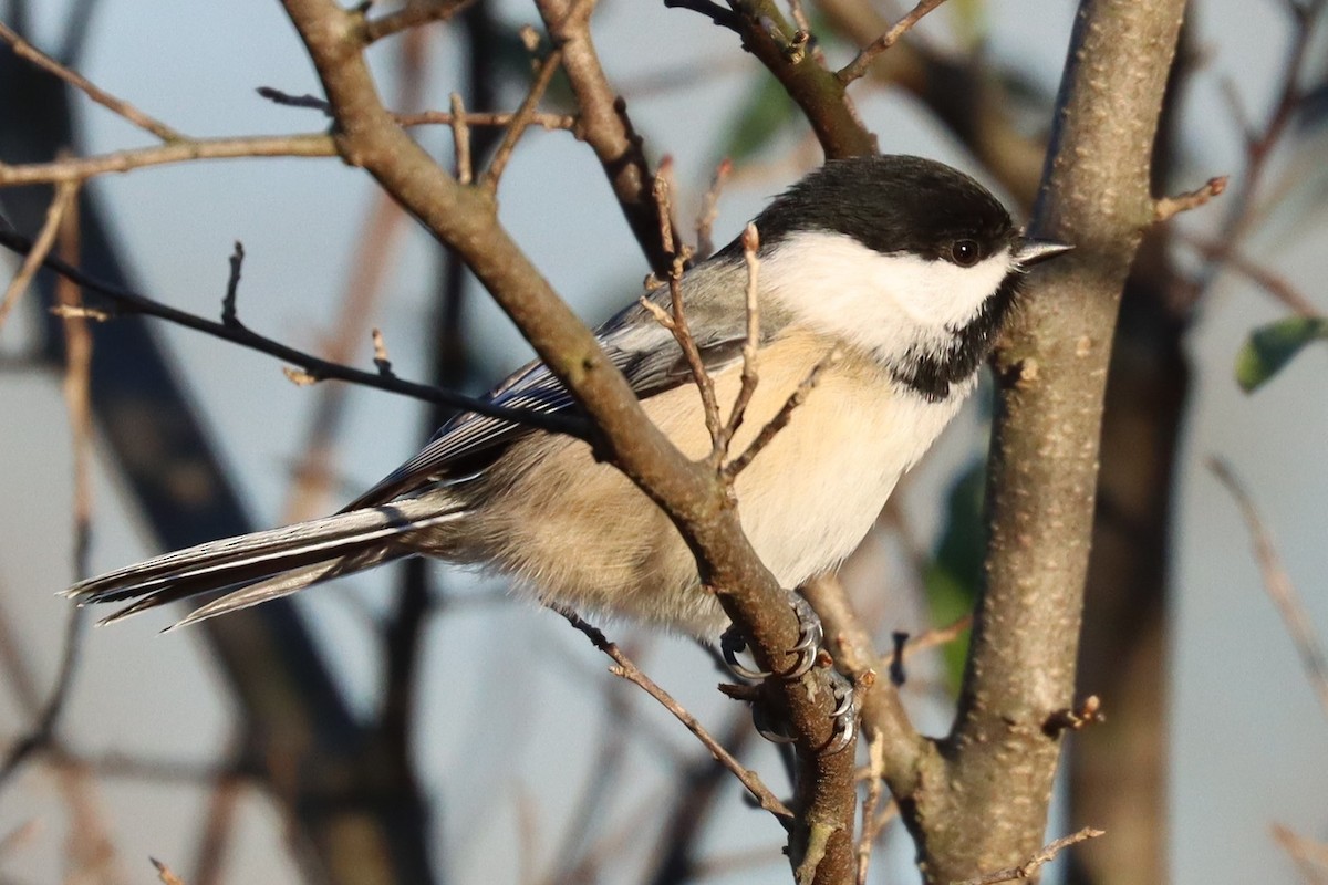 Mésange à tête noire - ML502665221