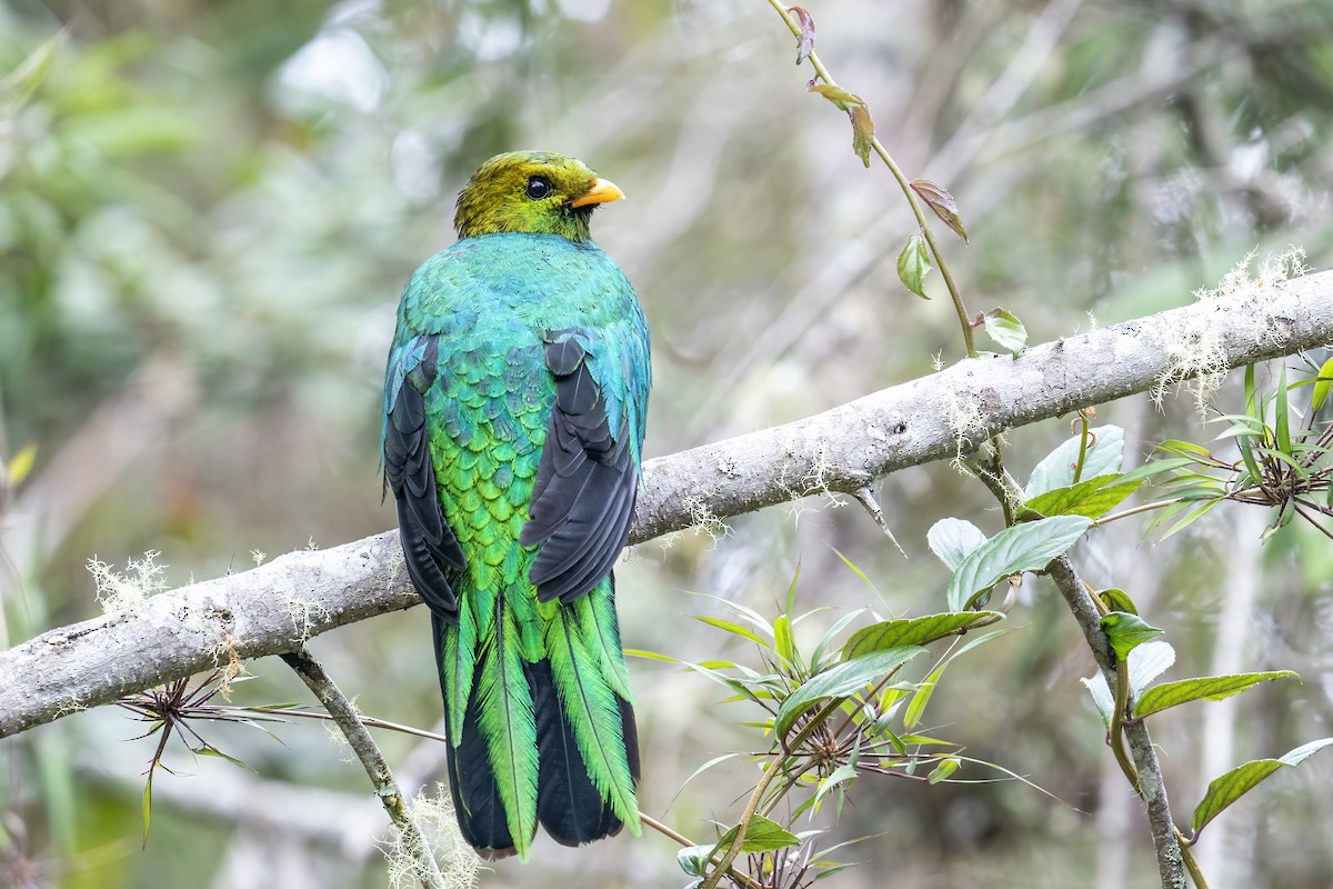 Golden-headed Quetzal - ML502665651