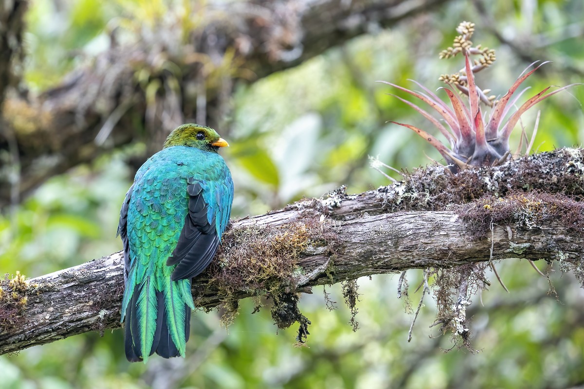 Golden-headed Quetzal - ML502665661