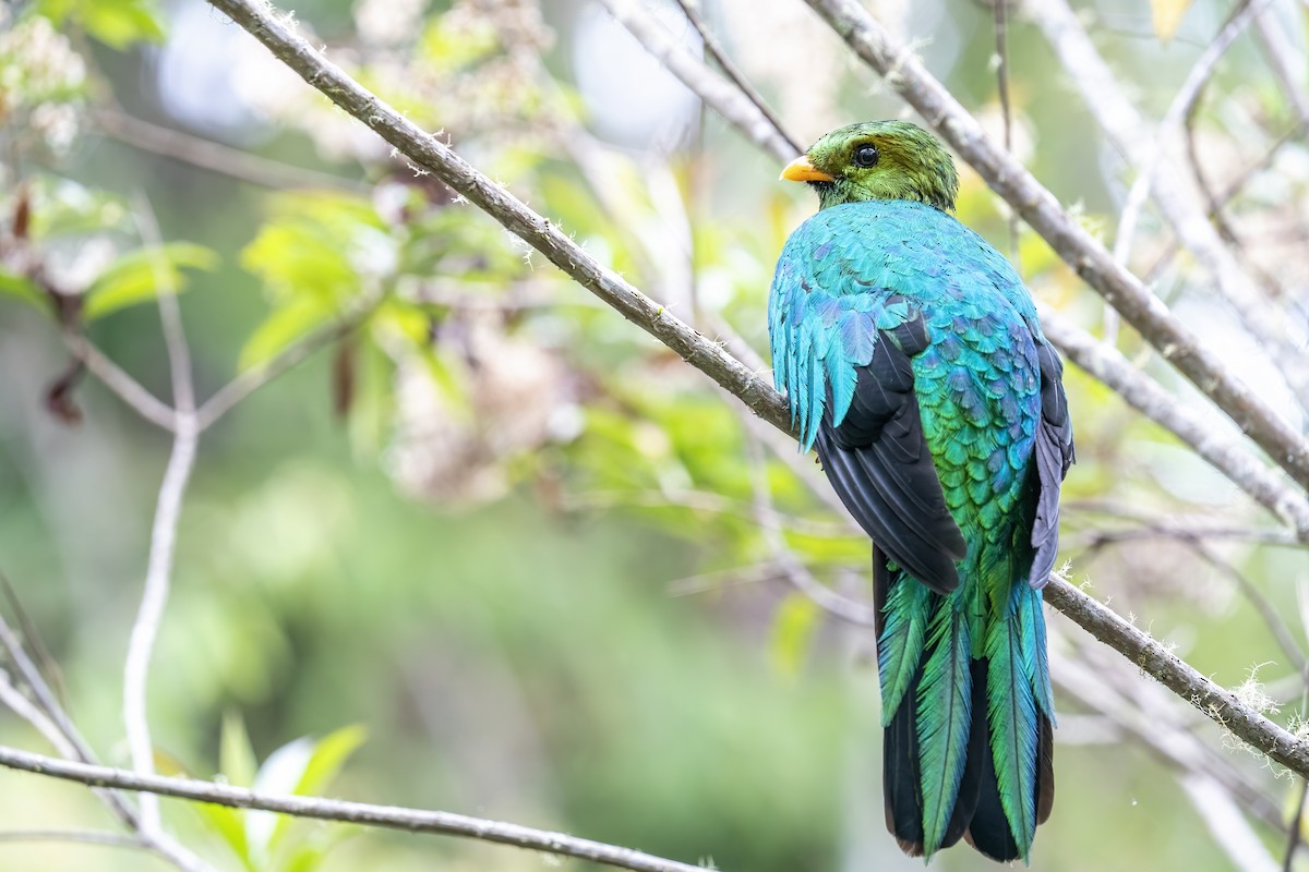 Golden-headed Quetzal - ML502665671