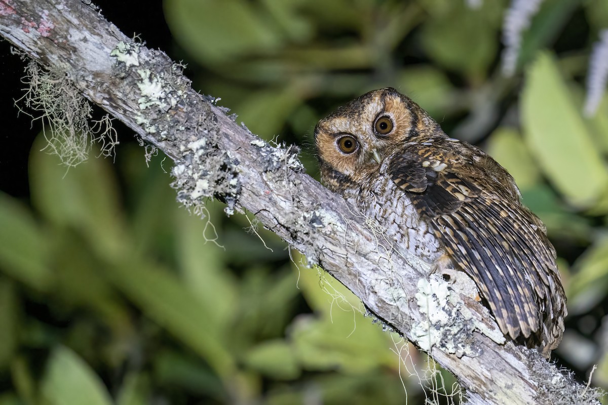 Cloud-forest Screech-Owl - ML502665711