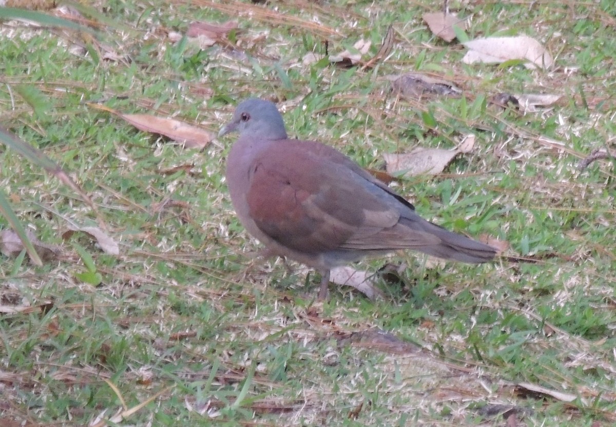Pigeon de Madagascar - ML502666781