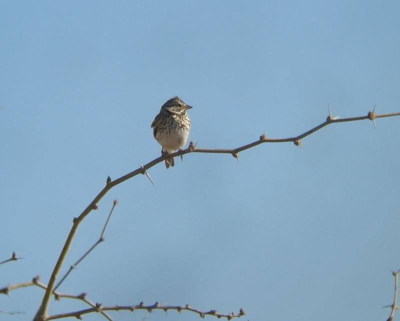 Savannah Sparrow - Bill Etter