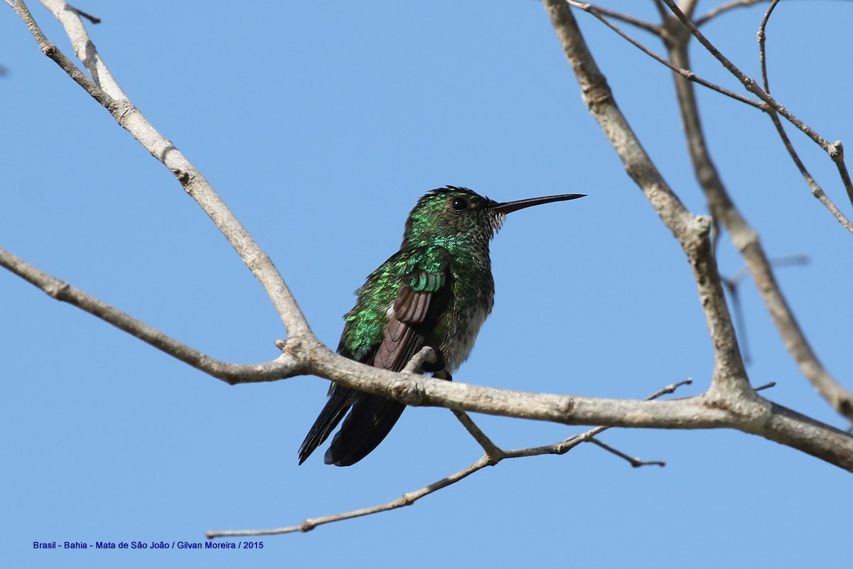 Blue-chinned Sapphire - Gilvan Moreira