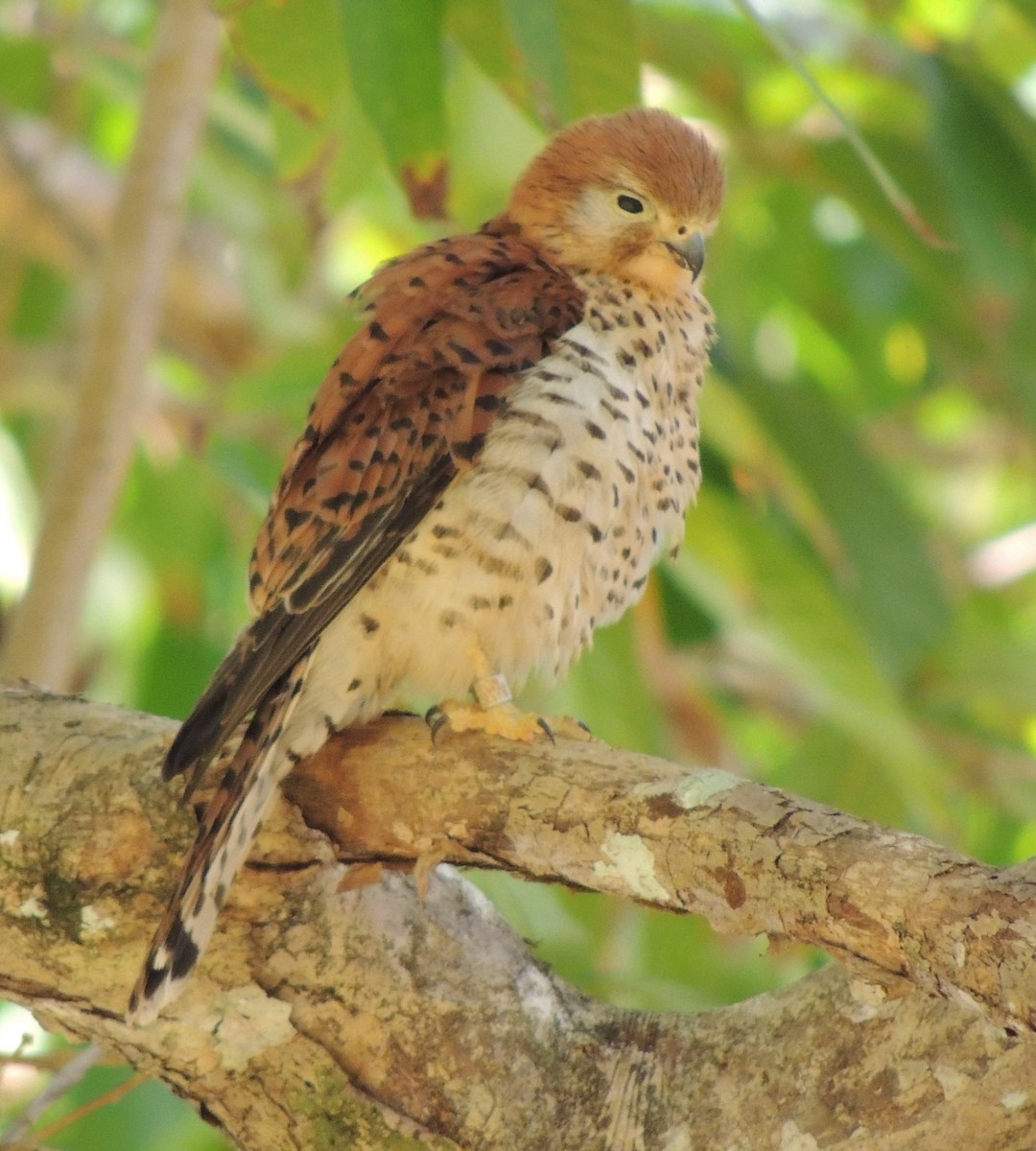 Mauritius Kestrel - ML502669721