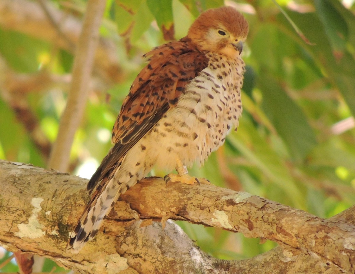 Mauritius Kestrel - ML502669761