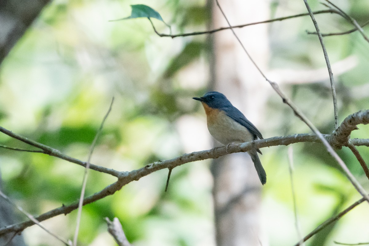 Hill Blue Flycatcher - ML502670491