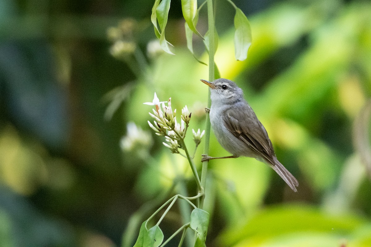 Two-barred Warbler - Marcel Holyoak