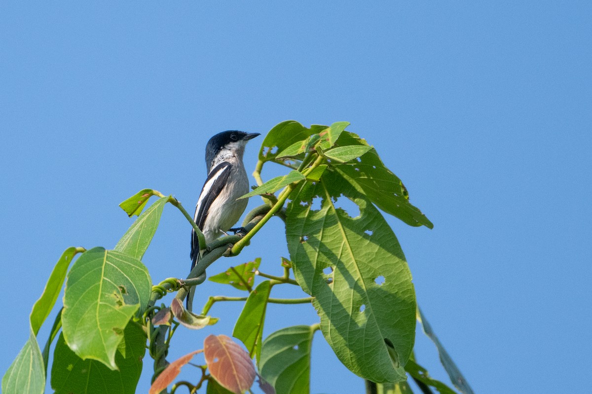 Bar-winged Flycatcher-shrike - Marcel Holyoak