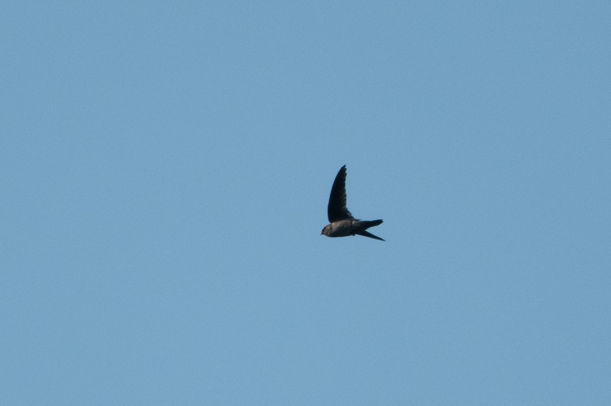 Himalayan Swiftlet - Marcel Holyoak