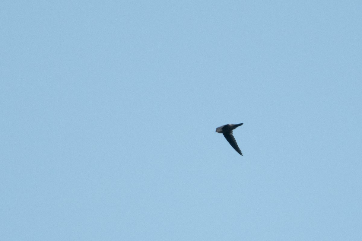 Himalayan Swiftlet - ML502671891