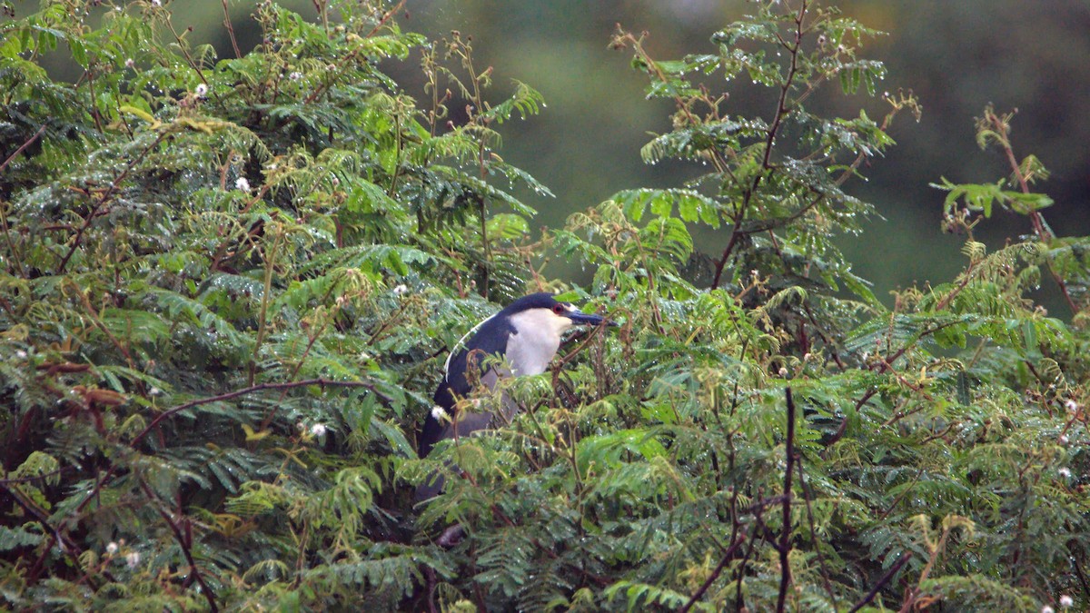 Black-crowned Night Heron - ML502671911