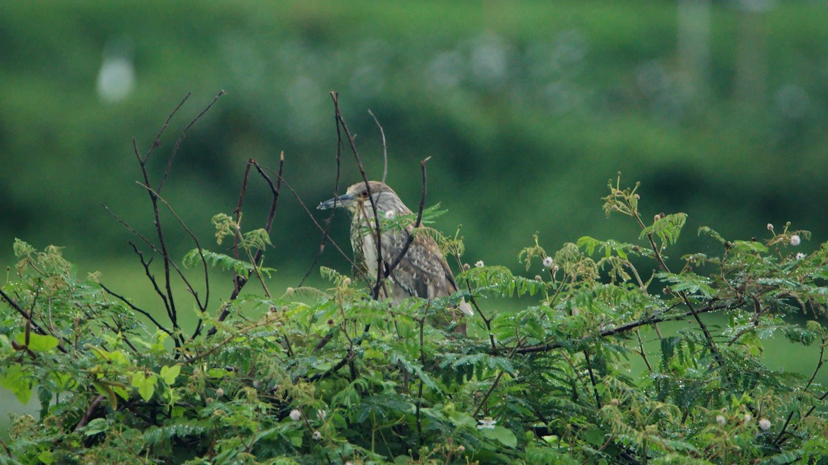 Black-crowned Night Heron - ML502672061