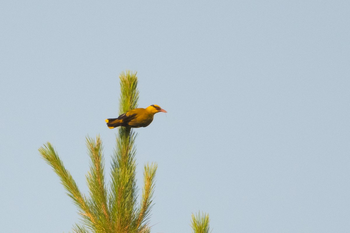 Slender-billed Oriole - Marcel Holyoak