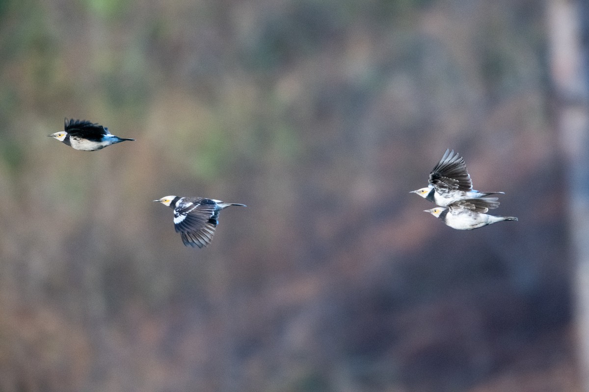 Black-collared Starling - ML502673341