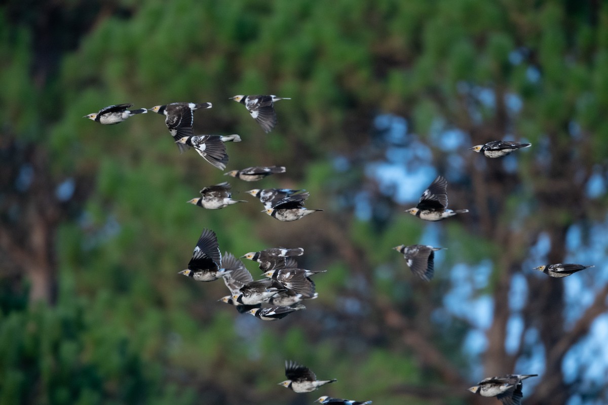 Black-collared Starling - Marcel Holyoak