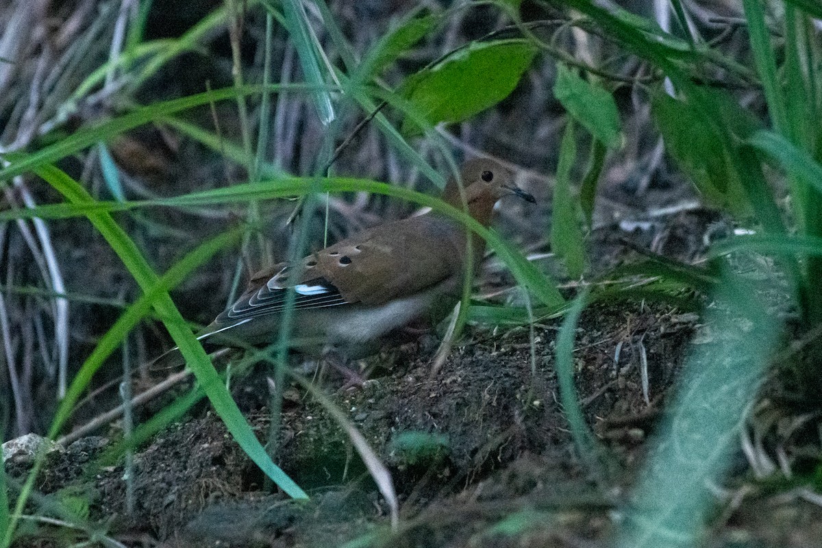 Zenaida Dove - Court Harding