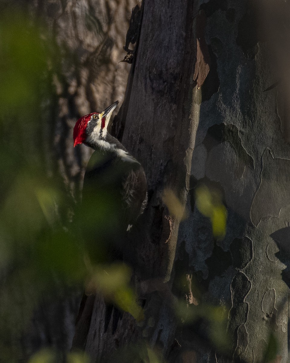 Pileated Woodpecker - ML502673861