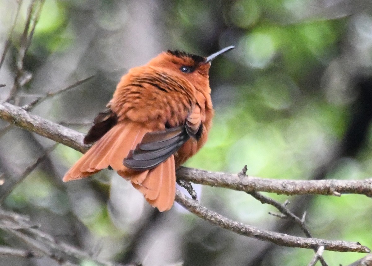 kolibřík fernandezský - ML502674061