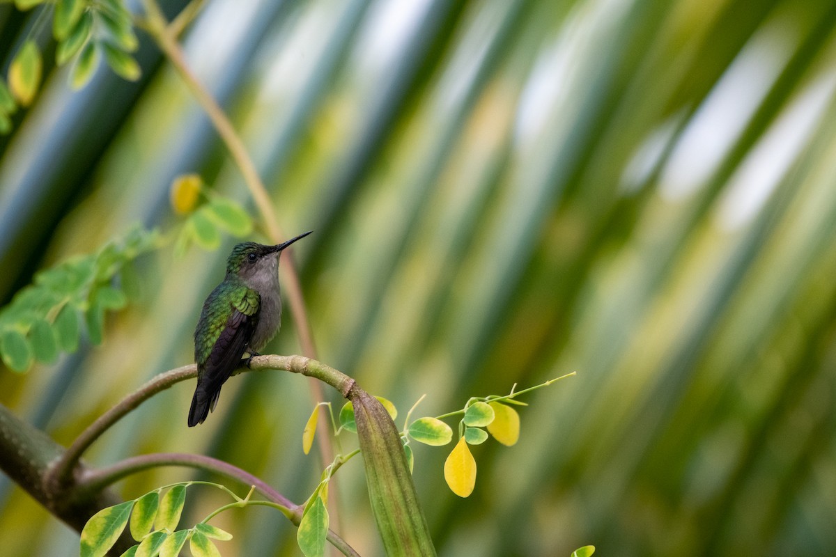 Antillean Crested Hummingbird - Court Harding