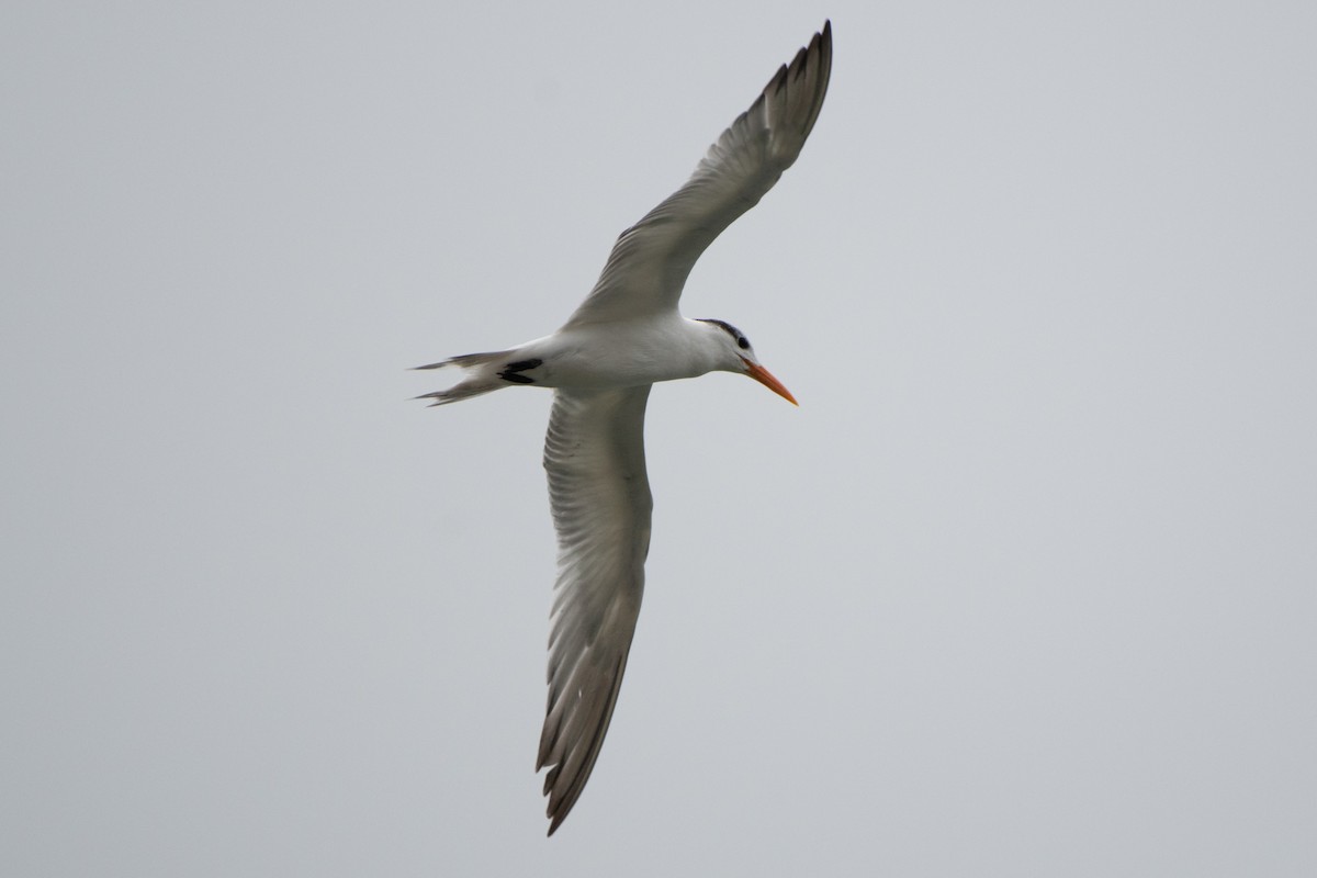 Royal Tern - Court Harding