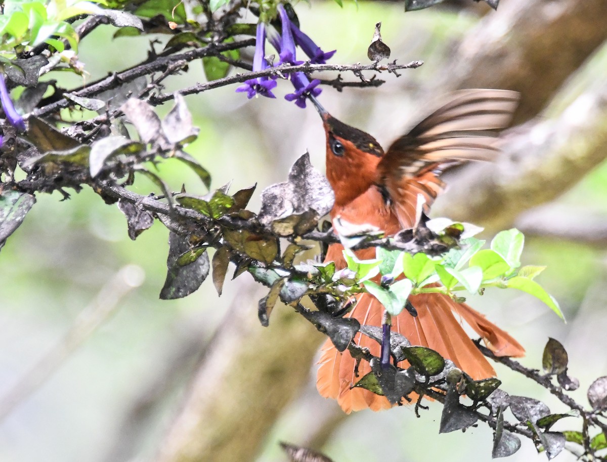 kolibřík fernandezský - ML502674601