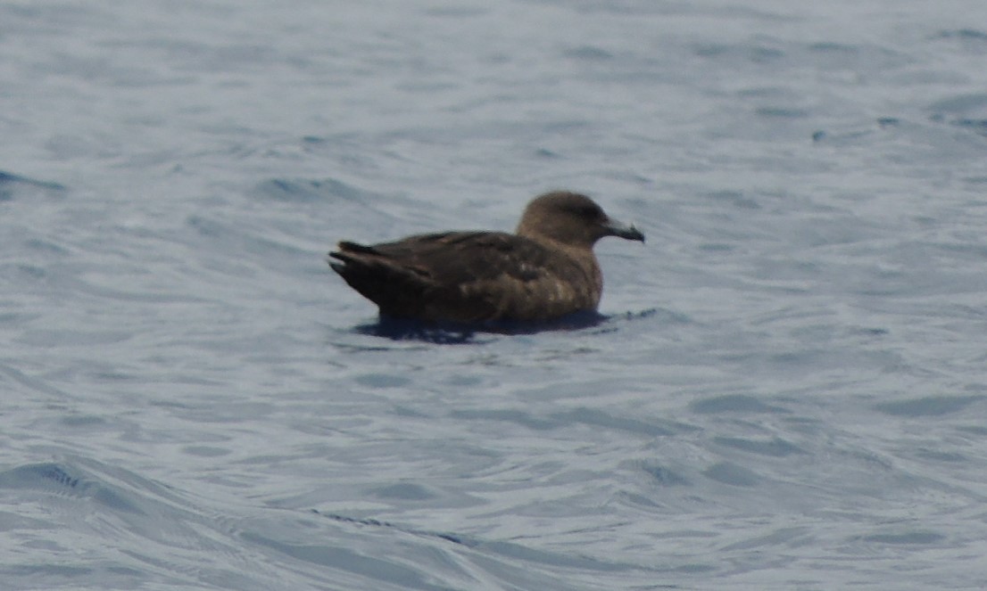 Brown Skua (Subantarctic) - ML502674971