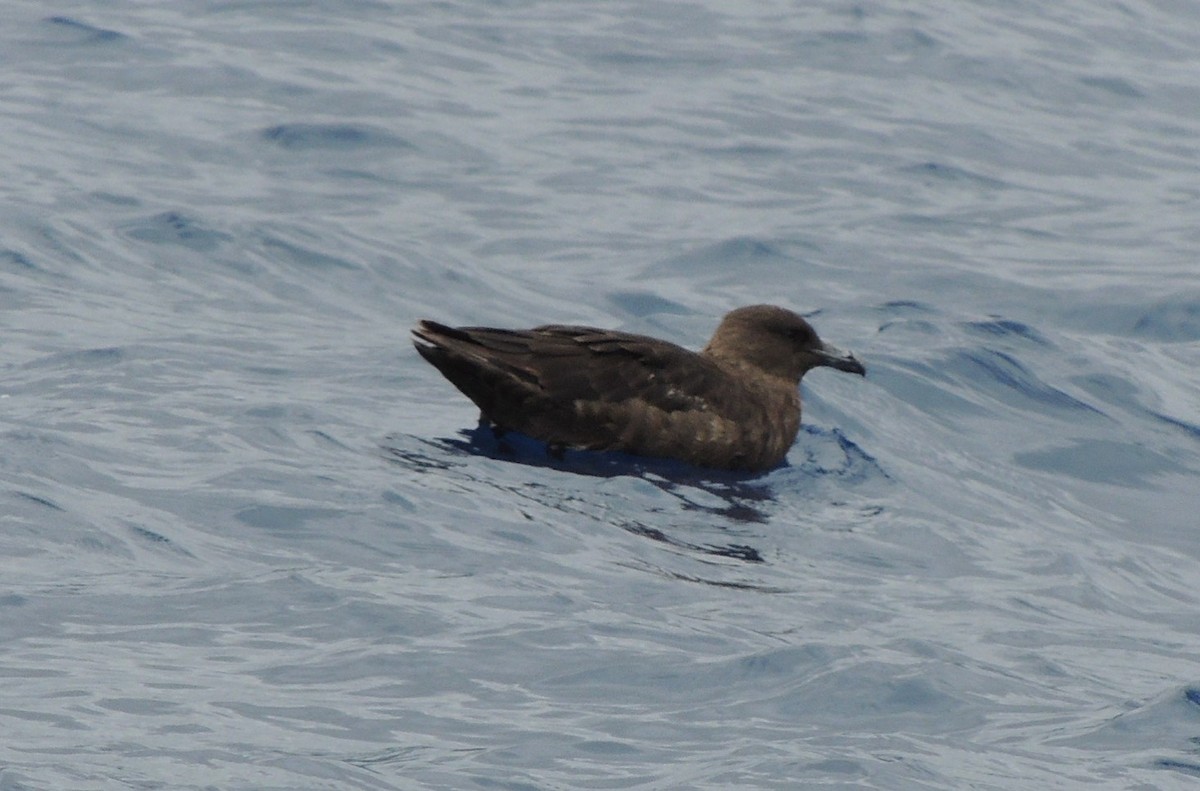 Brown Skua (Subantarctic) - ML502674981