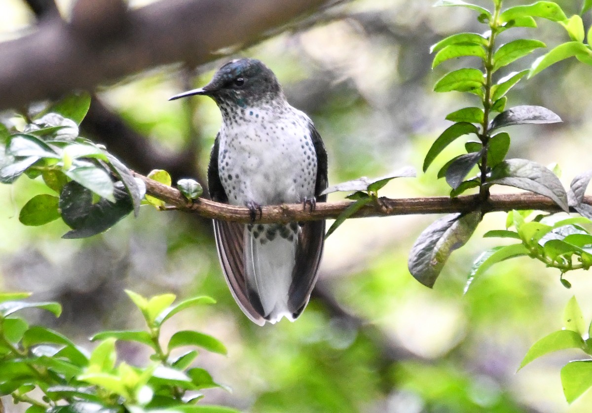 Juan Fernandez Firecrown - Laurence Green