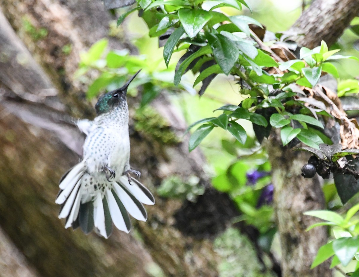 Juan-Fernández-Kolibri - ML502675711