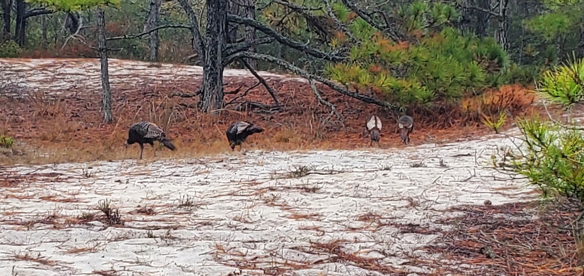 火雞 - ML502676251