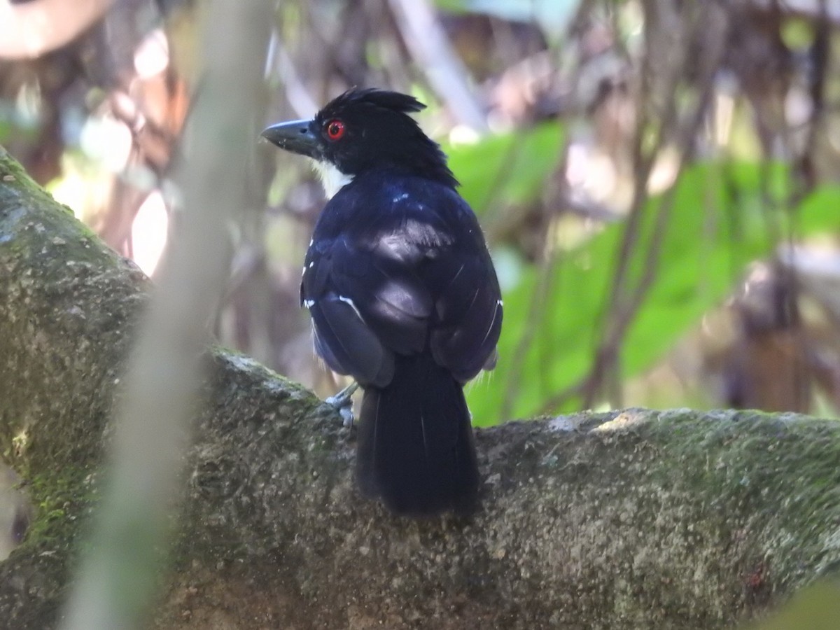 Great Antshrike - ML502676551