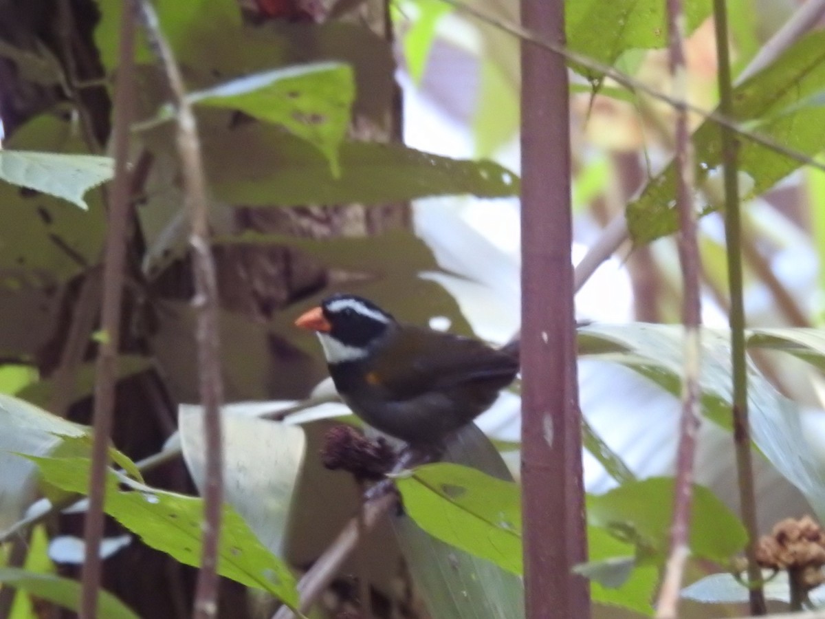 Orange-billed Sparrow - ML502676861