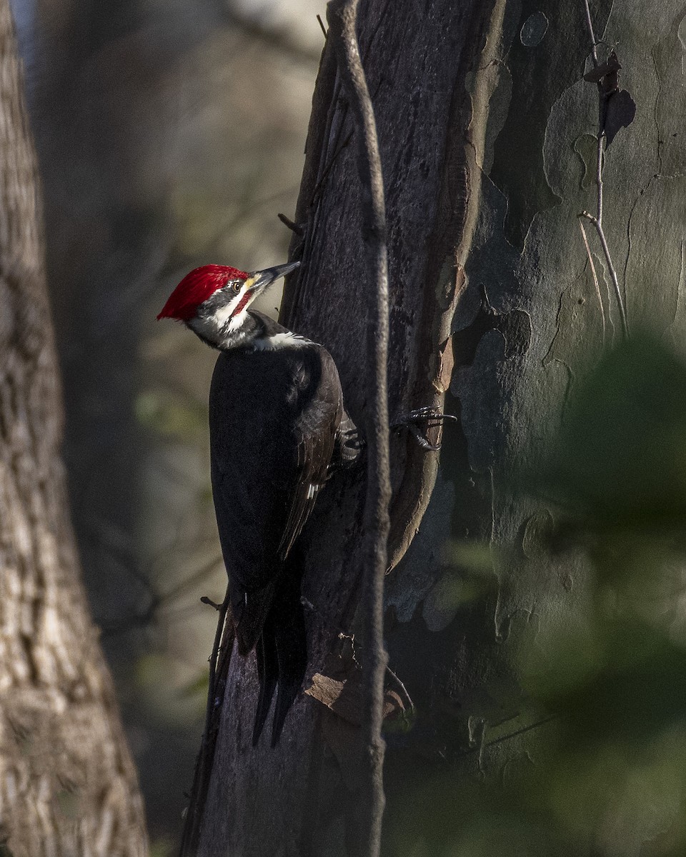 Pileated Woodpecker - ML502677321