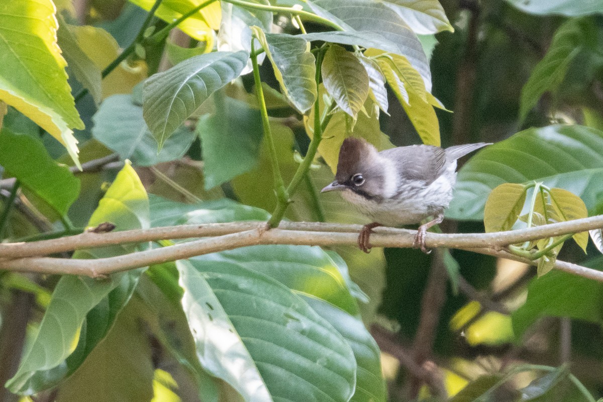 Burmese Yuhina - ML502677751