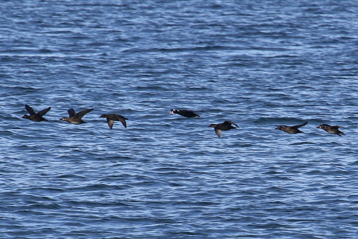 Black Scoter - ML502679061
