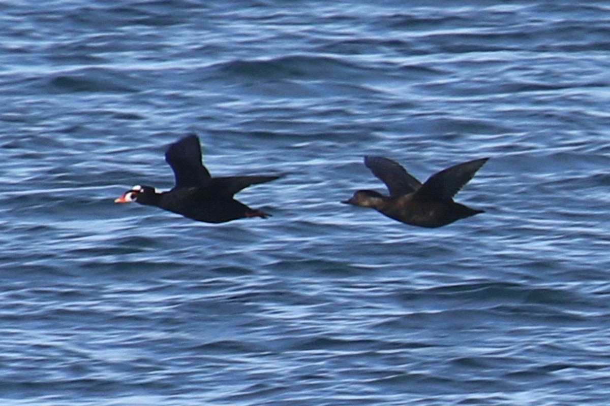 Black Scoter - ML502679111