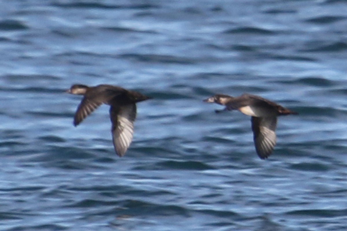 Black Scoter - ML502679161