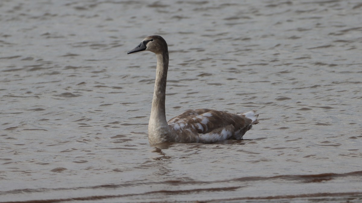 Mute Swan - ML502680351