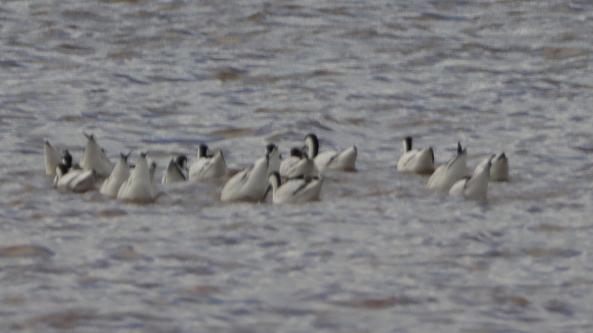 Pied Avocet - ML502680391