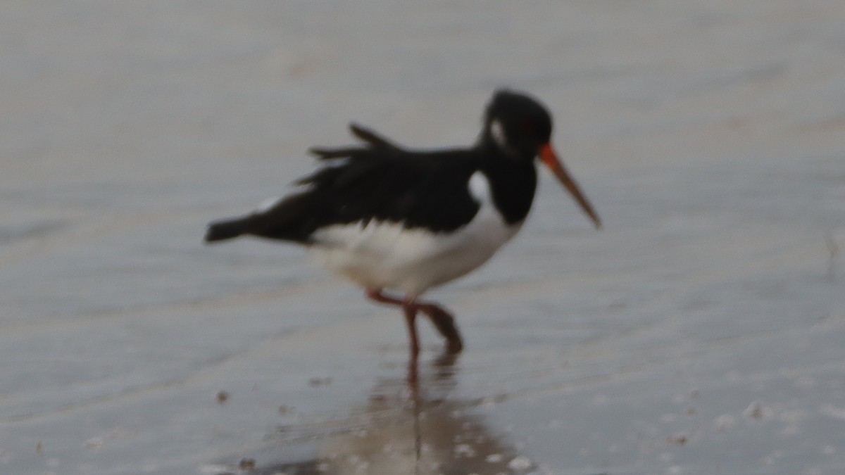 Eurasian Oystercatcher - ML502680461