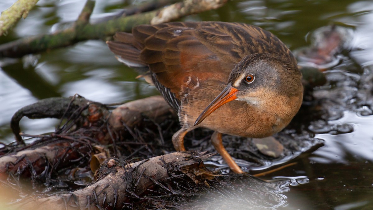 Virginia Rail - ML502680741