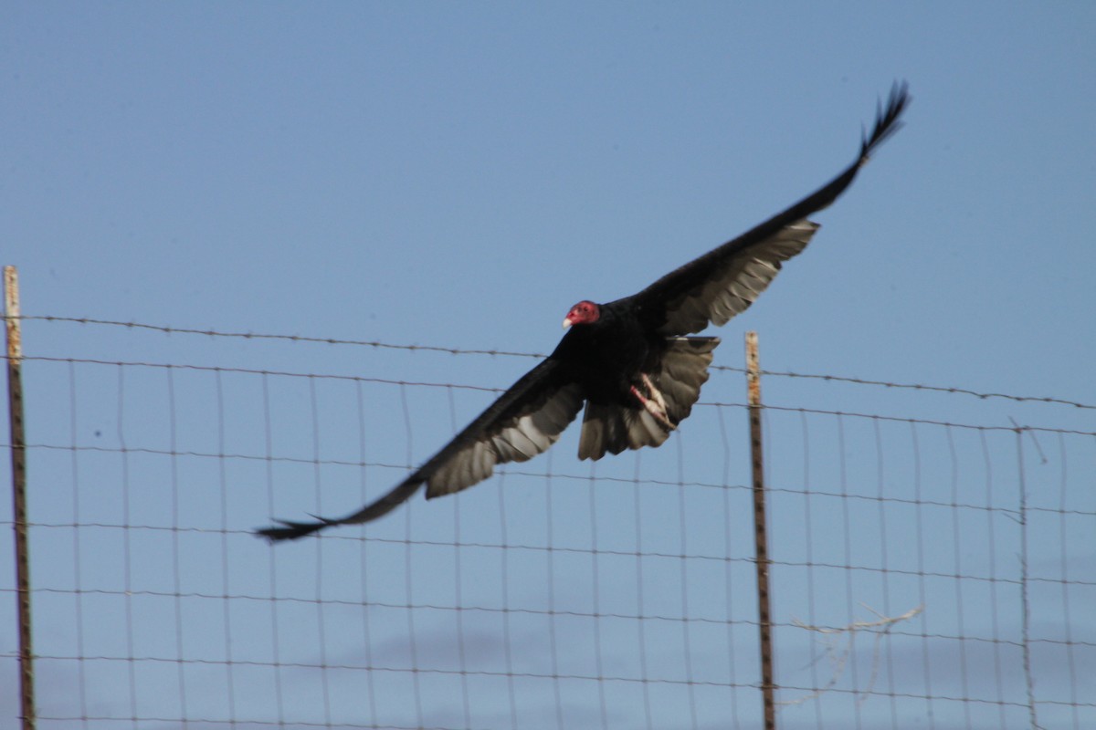 Urubu à tête rouge - ML502680791