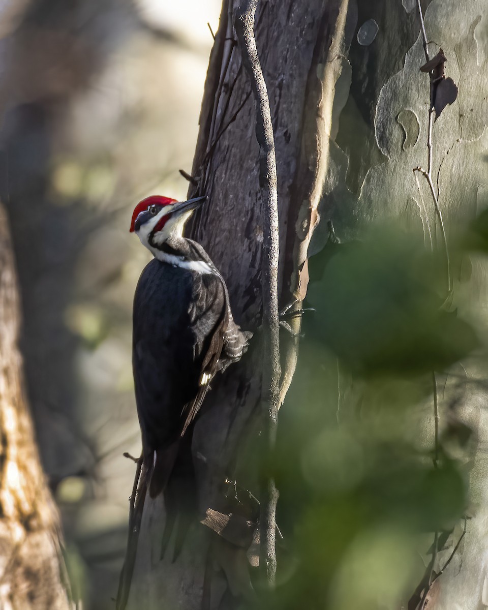 Pileated Woodpecker - ML502681681