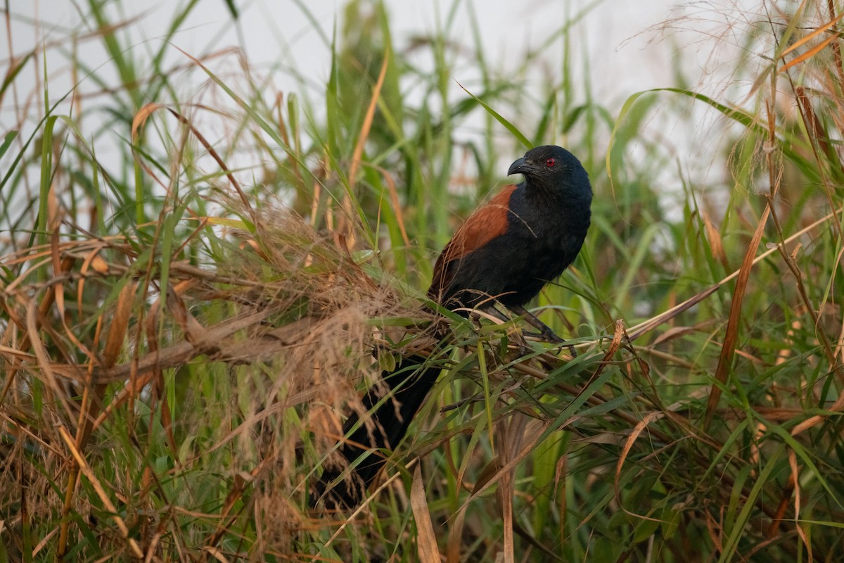 Greater Coucal - ML502681701