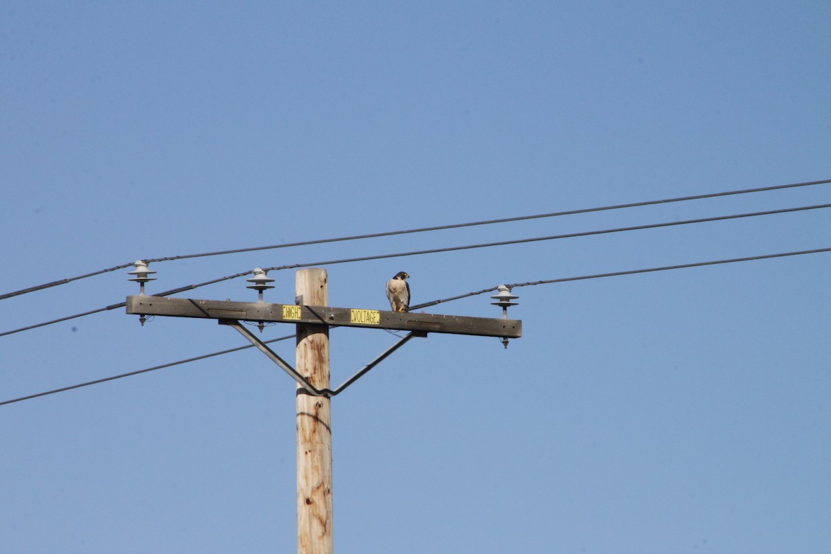 Peregrine Falcon - ML502682021