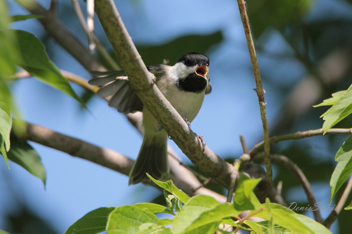 Black-capped Chickadee - ML502683131